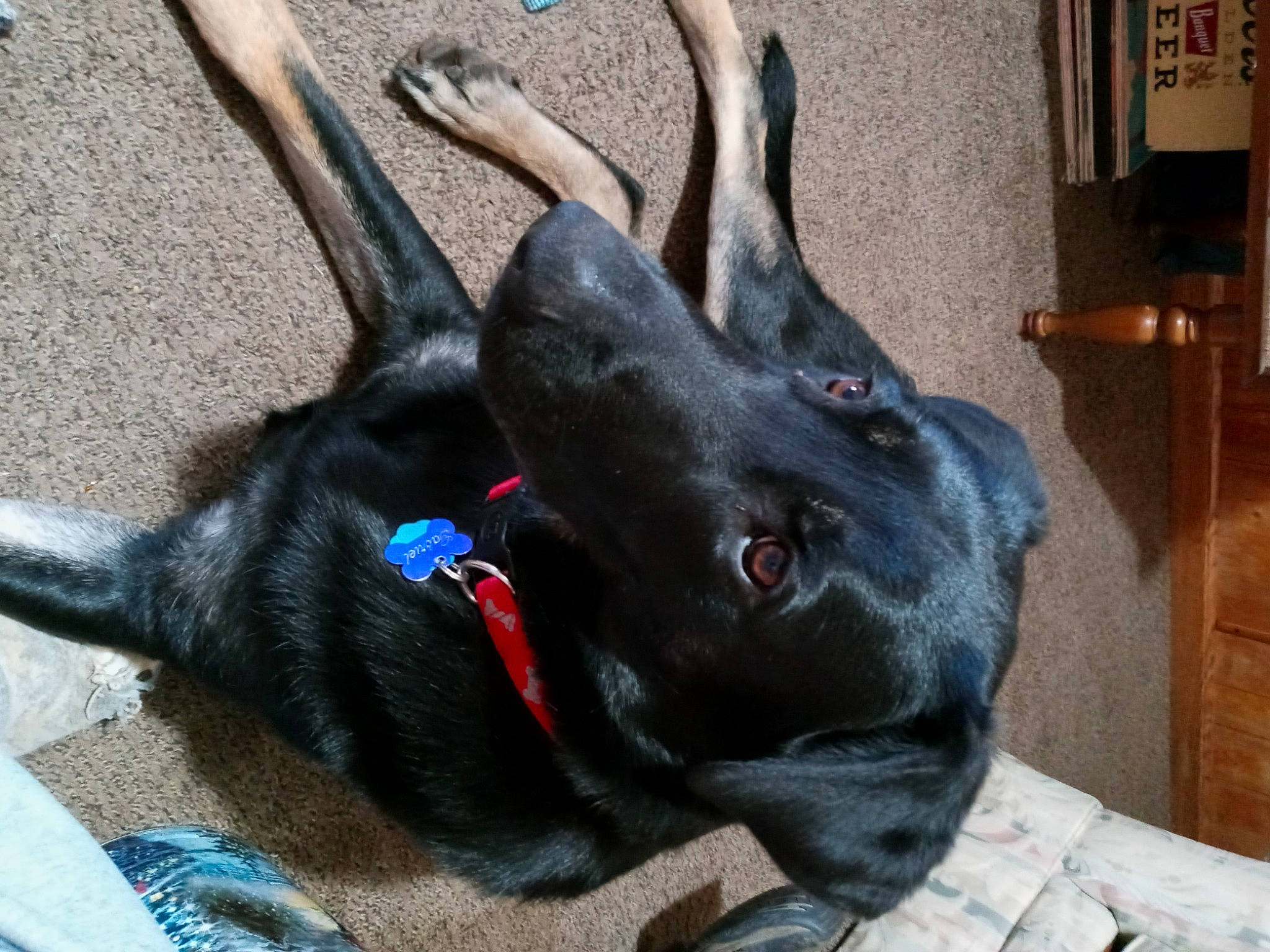 Gabriel is registered to the contest to win money with this photo: borador, canidae, carnivore, collar, comfort, companion_dog, dog, dog_breed, dog_collar, ear, electric_blue, fawn, felidae, fur, picture_frame, snout, sporting_group, tail, whiskers, working_animal