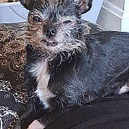 Sox is registered to the contest to win money with this photo: animal, black, box, brown, cushion, cute, dog, ears, face, fur, indoor, paw, pet, relaxed, resting, small_dog, texture, toy, wall, white