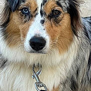 Uindy participe au concours pour gagner de l'argent avec cette photo : animal, australian_shepherd, black, blue_eye, brown, calm, canine, close_up, collar, dog, ears, face, fur, heterochromia, leash, outdoor, pet, portrait, sitting, white