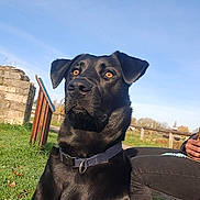 Kaya participe au concours pour gagner de l'argent avec cette photo : animal, black_dog, blue_sky, casual_clothing, collar, daylight, dog, ears, fur, grass, human_hand, nature, nose, outdoor, park, path, person, pet, sitting, stone_wall