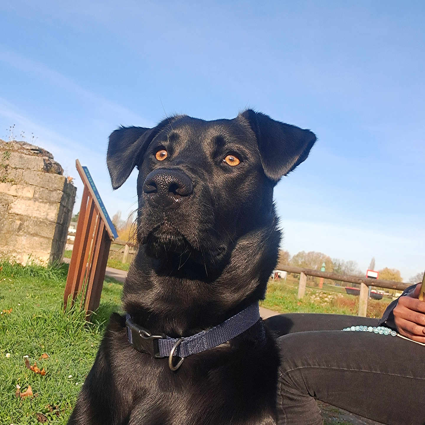 Kaya participe au concours pour gagner de l'argent avec cette photo : animal, black_dog, blue_sky, casual_clothing, collar, daylight, dog, ears, fur, grass, human_hand, nature, nose, outdoor, park, path, person, pet, sitting, stone_wall