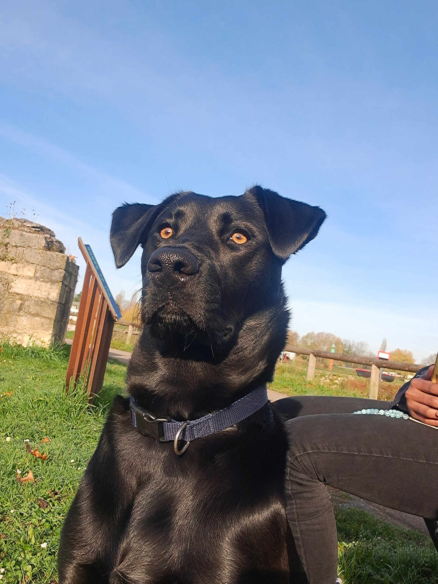 Kaya participe au concours pour gagner de l'argent avec cette photo : animal, black_dog, blue_sky, casual_clothing, collar, daylight, dog, ears, fur, grass, human_hand, nature, nose, outdoor, park, path, person, pet, sitting, stone_wall