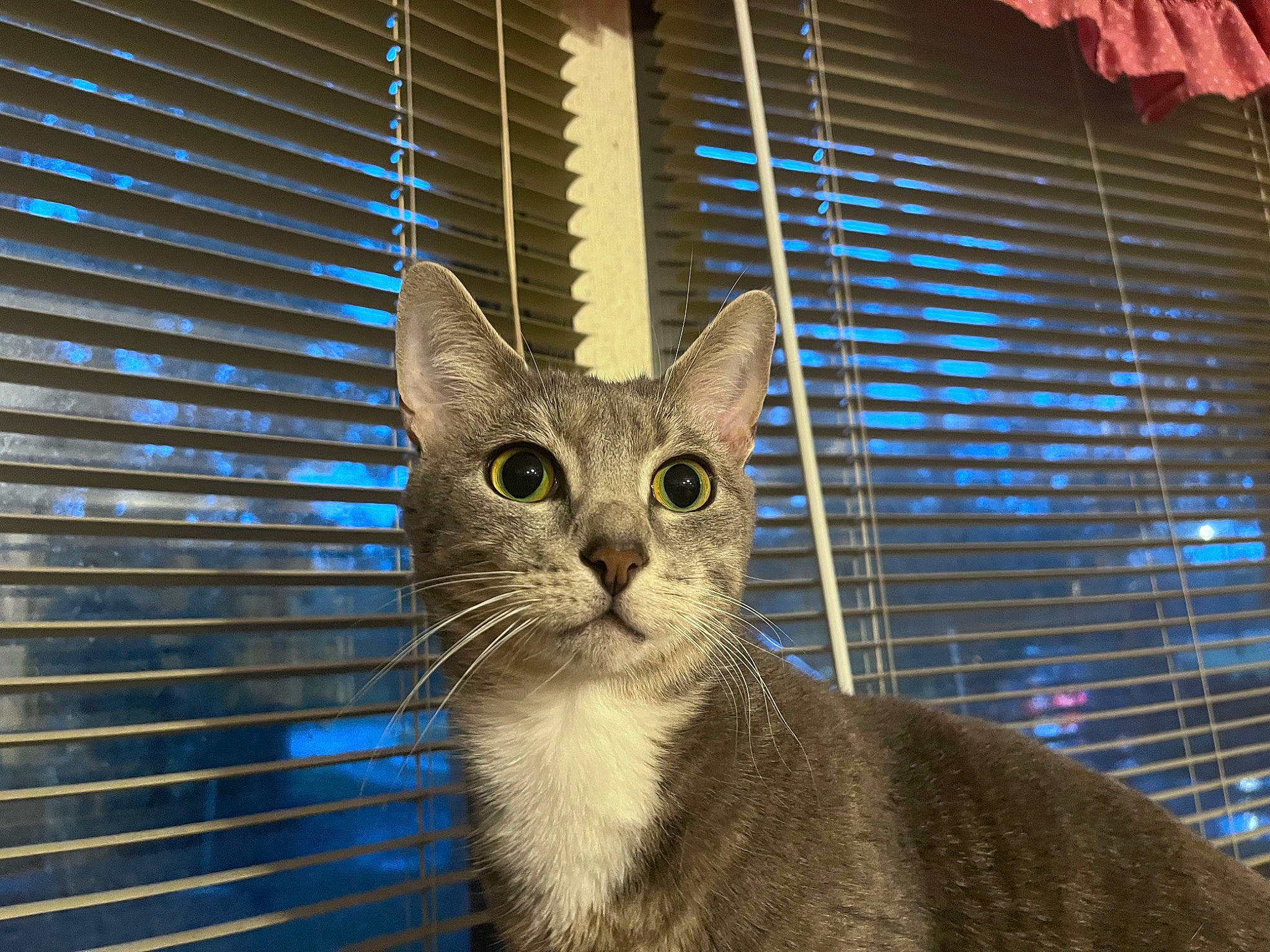 Conway Twitty is registered to the contest to win money with this photo: animal_shelter, cage, carnivore, cat, domestic_short_haired_cat, electric_blue, fawn, felidae, fur, mesh, pet_supply, small_to_medium_sized_cats, snout, tail, terrestrial_animal, whiskers, wildlife, window