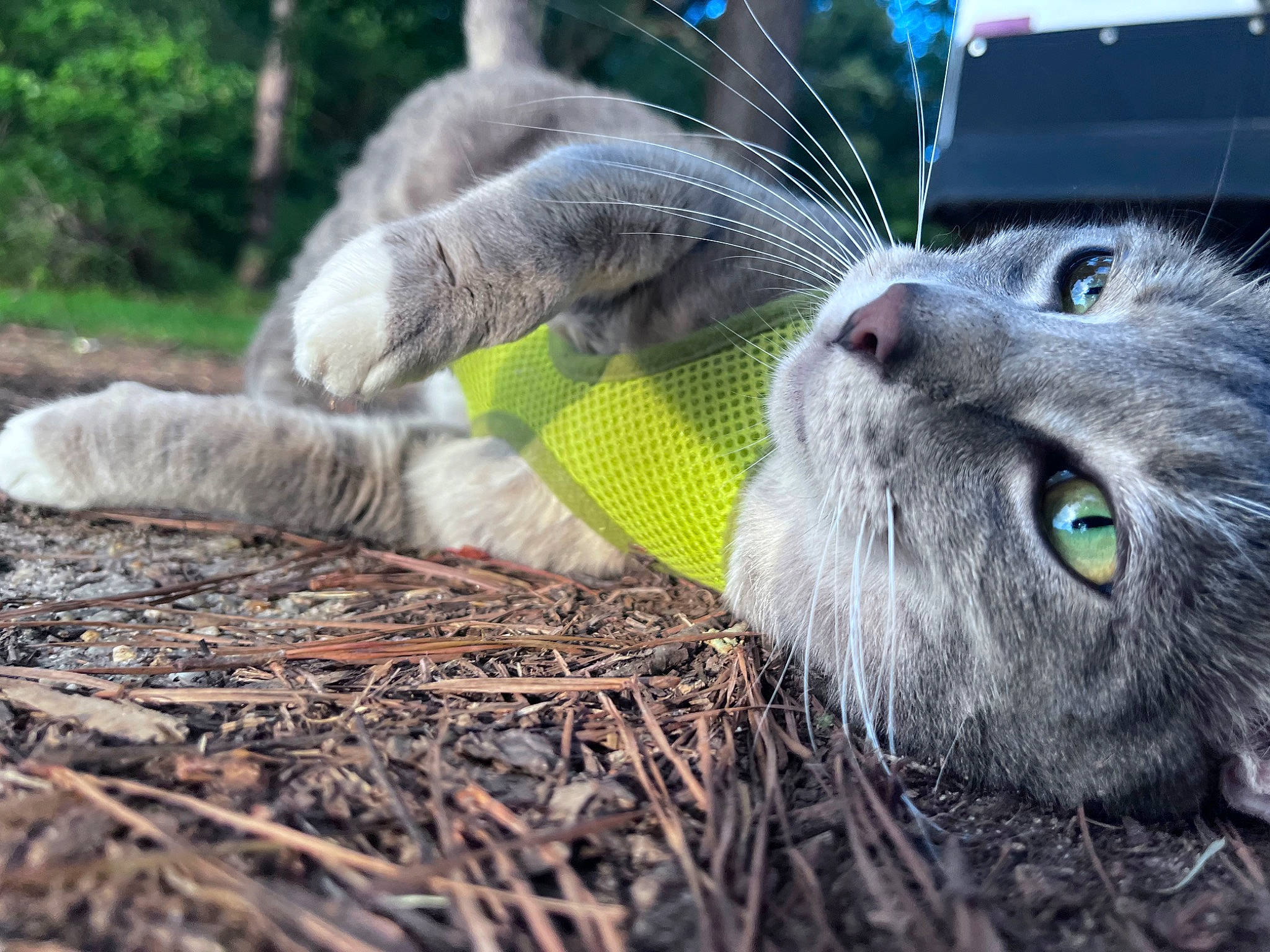 Conway Twitty is registered to the contest to win money with this photo: black_cat, british_shorthair, carnivore, cat, chartreux, domestic_short_haired_cat, felidae, fur, grass, paw, plant, small_to_medium_sized_cats, straw, tail, terrestrial_animal, tree, twig, whiskers, wood