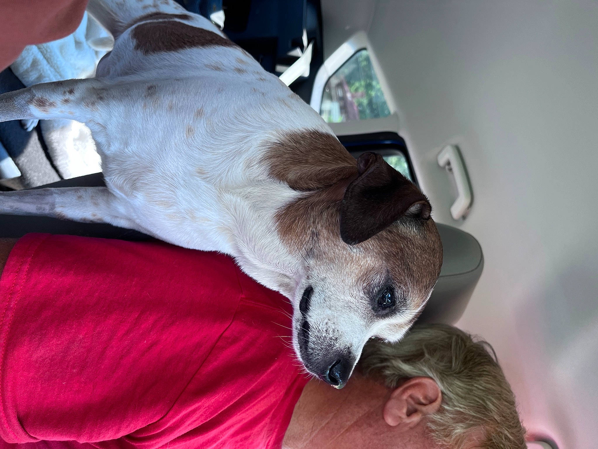 Benny joined the competition — help win amazing prizes! carnivore, collar, comfort, companion_dog, couch, dog, dog_breed, dog_collar, dog_supply, fur, linens, liver, nap, paw, snout, sporting_group, whiskers, working_animal