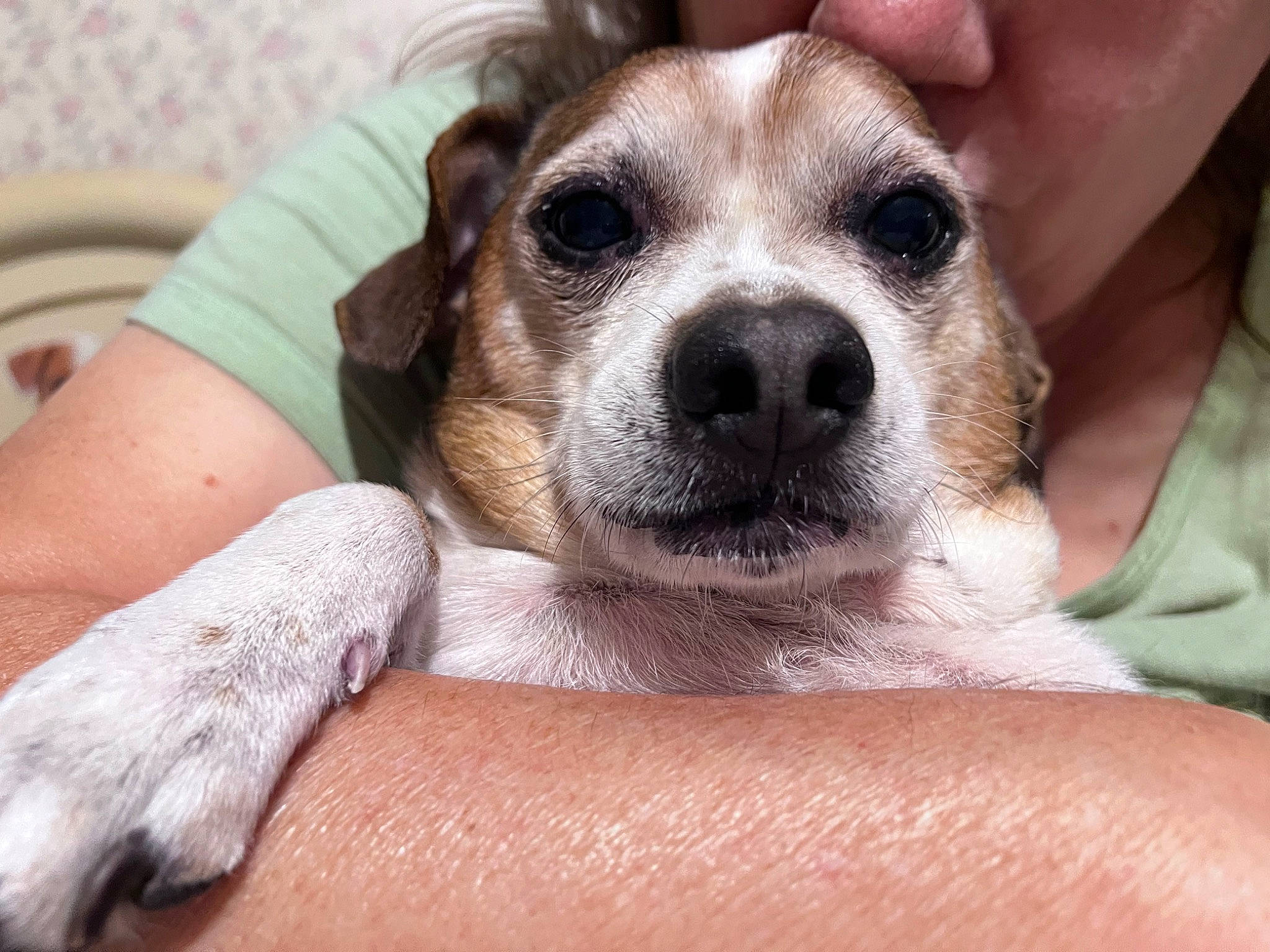 Benny is registered to the contest to win money with this photo: canidae, carnivore, comfort, companion_dog, dog, dog_breed, fawn, fur, nail, paw, puppy_love, snout, sporting_group, terrestrial_animal, terrier, whiskers