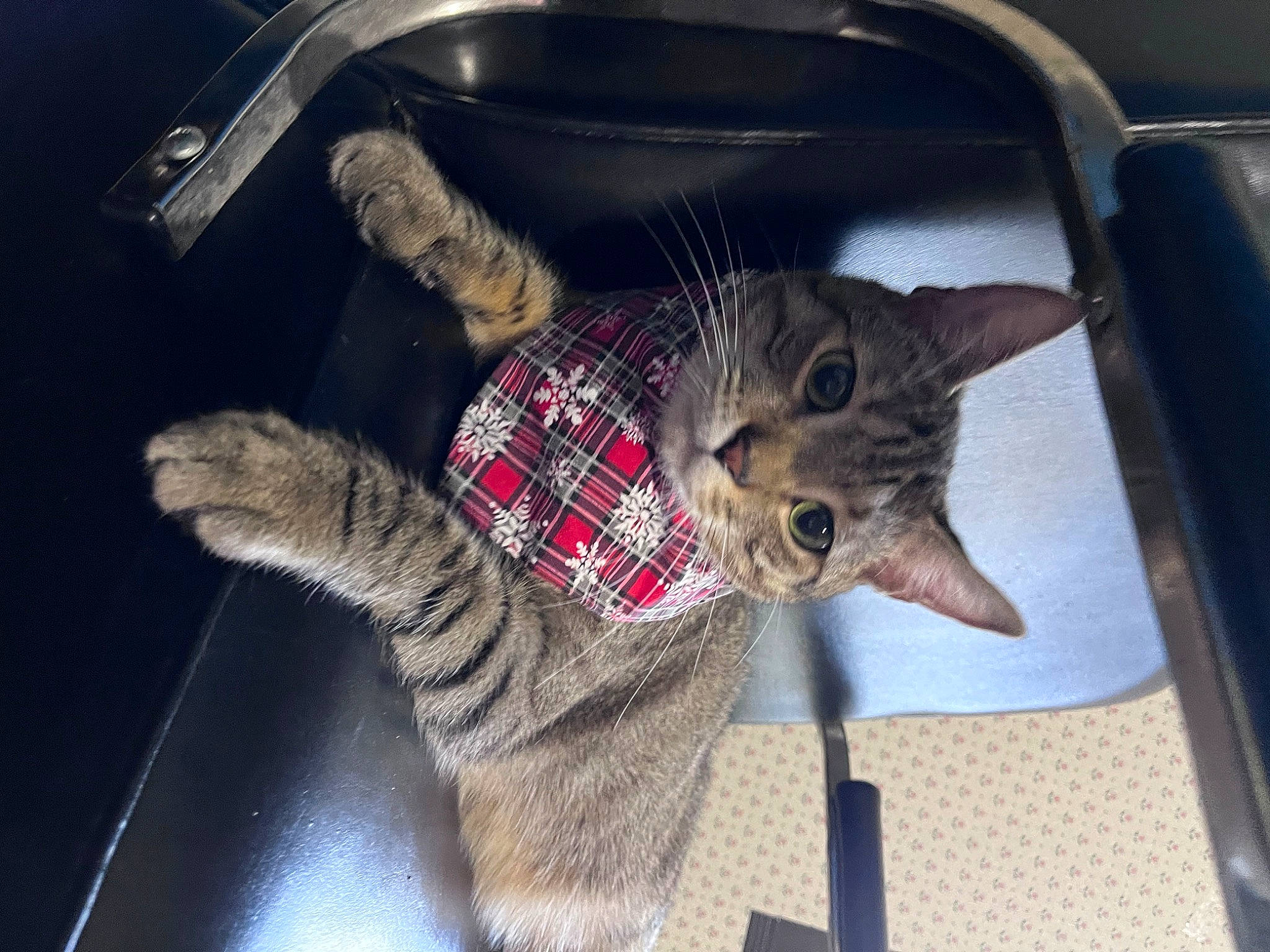 Donnie is registered to the contest to win money with this photo: box, carnivore, cat, claw, comfort, domestic_short_haired_cat, felidae, fur, small_to_medium_sized_cats, tail, whiskers