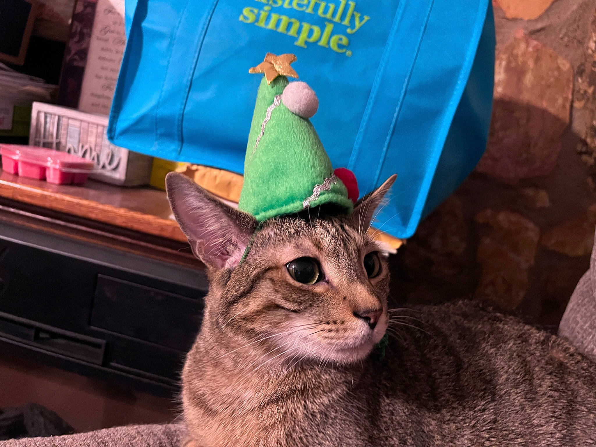 Donnie joined the competition — help win amazing prizes! cap, carnivore, cat, cone, costume_hat, domestic_short_haired_cat, fashion_accessory, felidae, fur, hat, holiday, linens, party_hat, small_to_medium_sized_cats, tail, whiskers