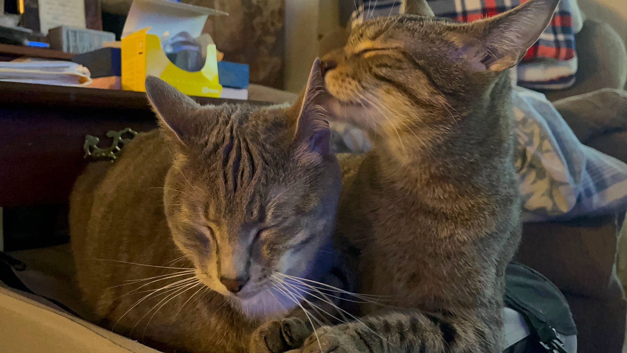 Donnie is registered to the contest to win money with this photo: carnivore, cat, comfort, domestic_short_haired_cat, ear, felidae, fur, paw, sitting, small_to_medium_sized_cats, snout, whiskers