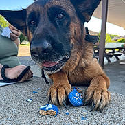 Reese Coraźon joined the competition — help win amazing prizes! animal, broken_treat, close_up, concrete, daylight, dog, ears, fur, german_shepherd, hand, happy, outdoor, paws, person, pet, picnic_area, shelter, tissue, tongue, treat