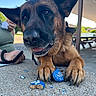 animal, broken_treat, close_up, concrete, daylight, dog, ears, fur, german_shepherd, hand, happy, outdoor, paws, person, pet, picnic_area, shelter, tissue, tongue, treat