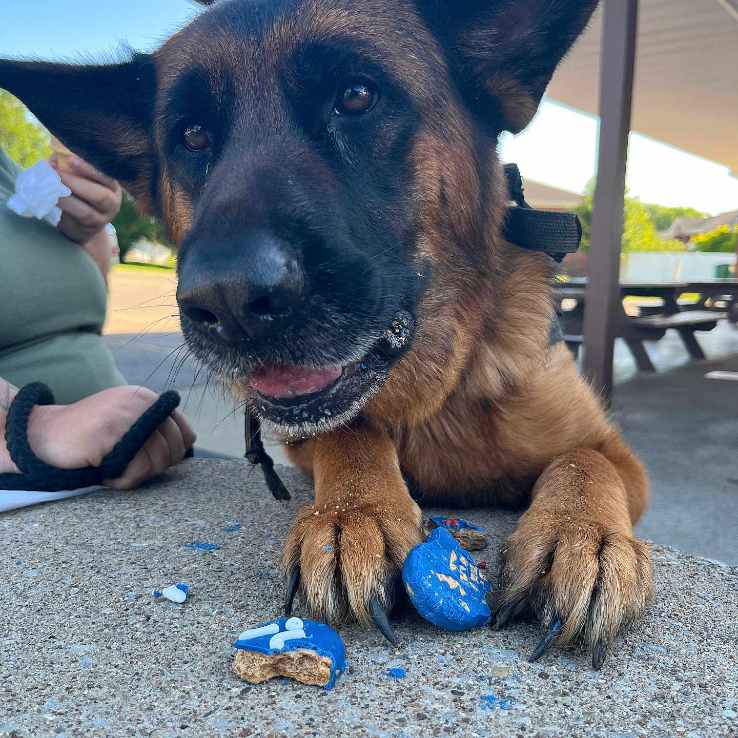 Reese Coraźon joined the competition — help win amazing prizes! animal, broken_treat, close_up, concrete, daylight, dog, ears, fur, german_shepherd, hand, happy, outdoor, paws, person, pet, picnic_area, shelter, tissue, tongue, treat