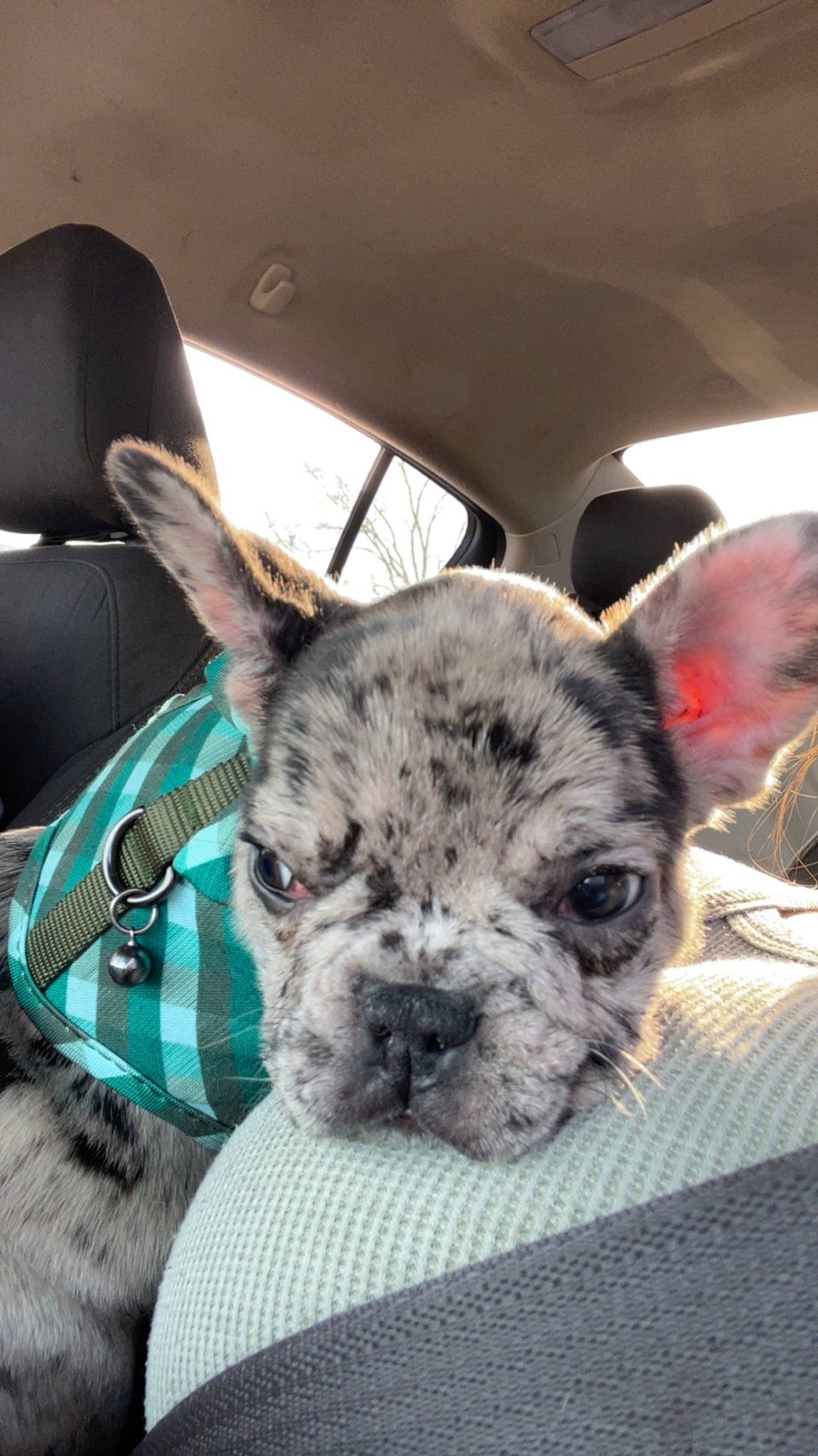 Hendrix joined the competition — help win amazing prizes! canidae, car_seat, carnivore, collar, comfort, companion_dog, dog, dog_breed, ear, fawn, french_bulldog, head_restraint, pug, snout, sporting_group, terrestrial_animal, toy_dog, whiskers, working_animal, wrinkle