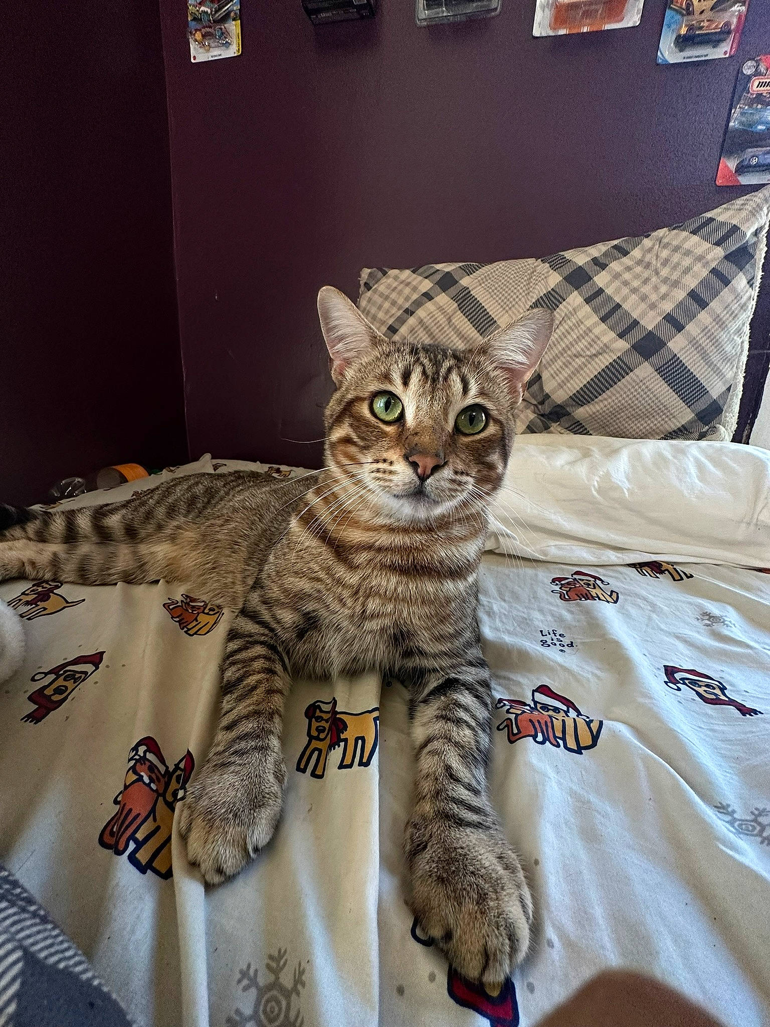 Pringles is registered to the contest to win money with this photo: bed, bedding, carnivore, cat, comfort, domestic_short_haired_cat, felidae, flooring, fur, linens, pattern, paw, picture_frame, small_to_medium_sized_cats, snout, terrestrial_animal, whiskers