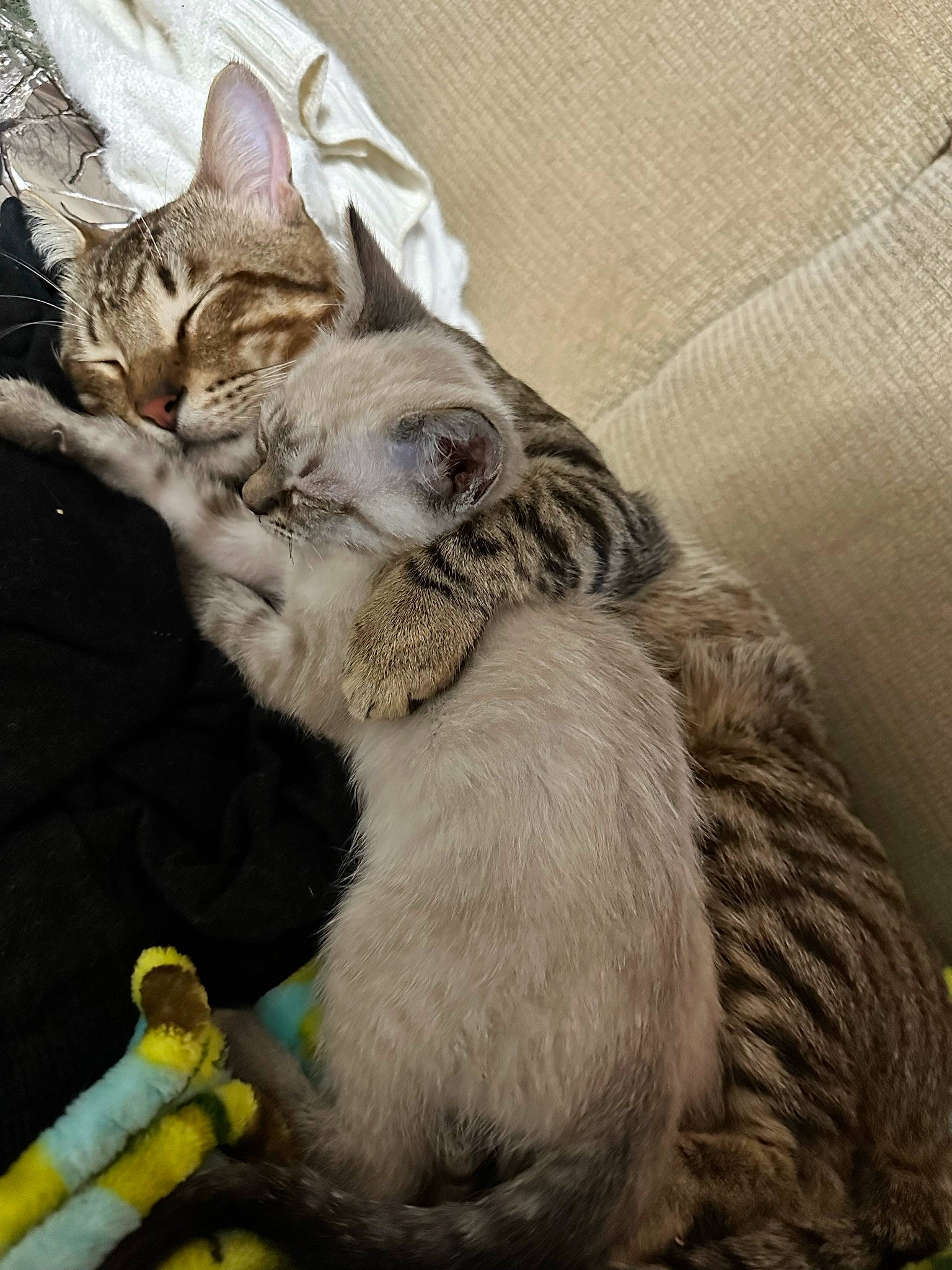 Pringles is registered to the contest to win money with this photo: carnivore, cat, claw, collar, comfort, domestic_short_haired_cat, felidae, fur, grey, leash, nap, paw, small_to_medium_sized_cats, tail, terrestrial_animal, whiskers, wildlife