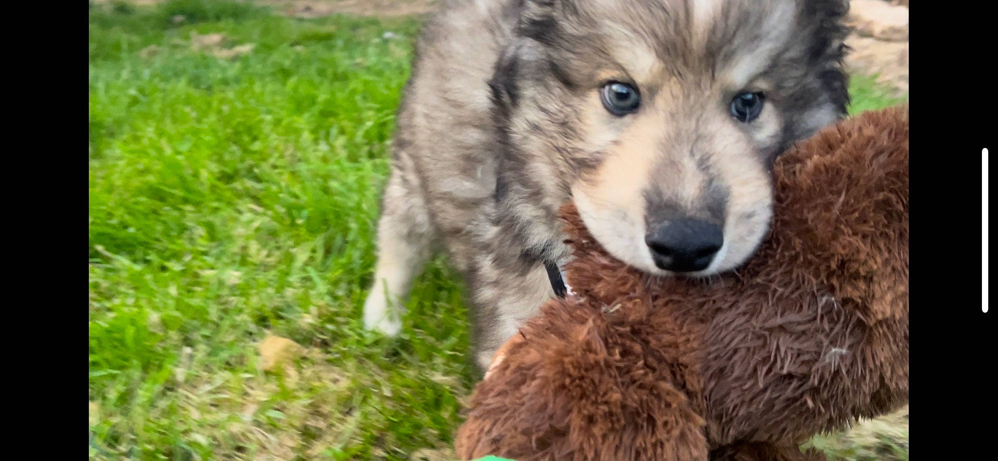 Wile E. joined the competition — help win amazing prizes! ancient_dog_breeds, canidae, canis, carnivore, companion_dog, dog, dog_breed, eye, fur, grass, koolie, plant, snout, sporting_group, terrestrial_animal, whiskers, wolf, working_animal, working_dog