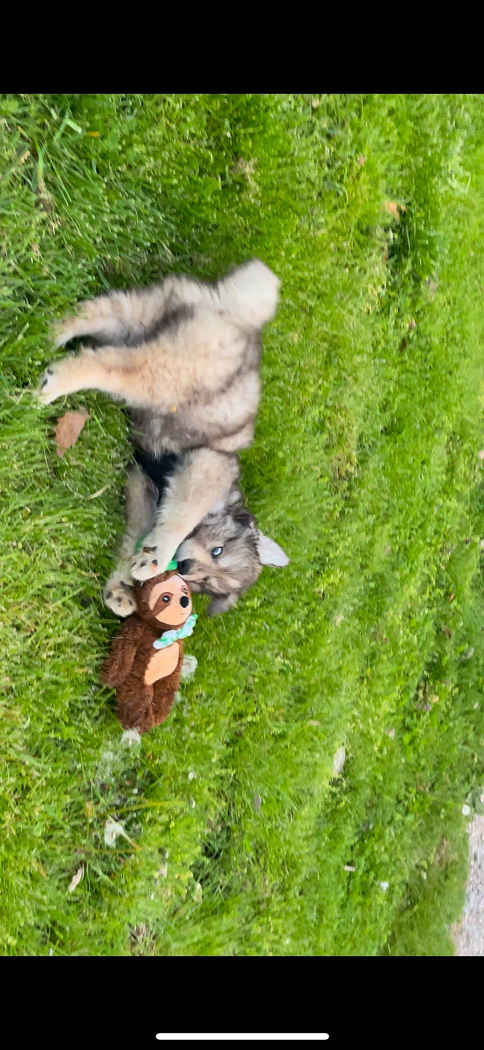 Wile E. is registered to the contest to win money with this photo: carnivore, companion_dog, dog_breed, fawn, felidae, fur, grass, grassland, groundcover, pasture, paw, plant, procyonidae, small_to_medium_sized_cats, spitz, tail, terrestrial_animal, whiskers, wildlife, wolf