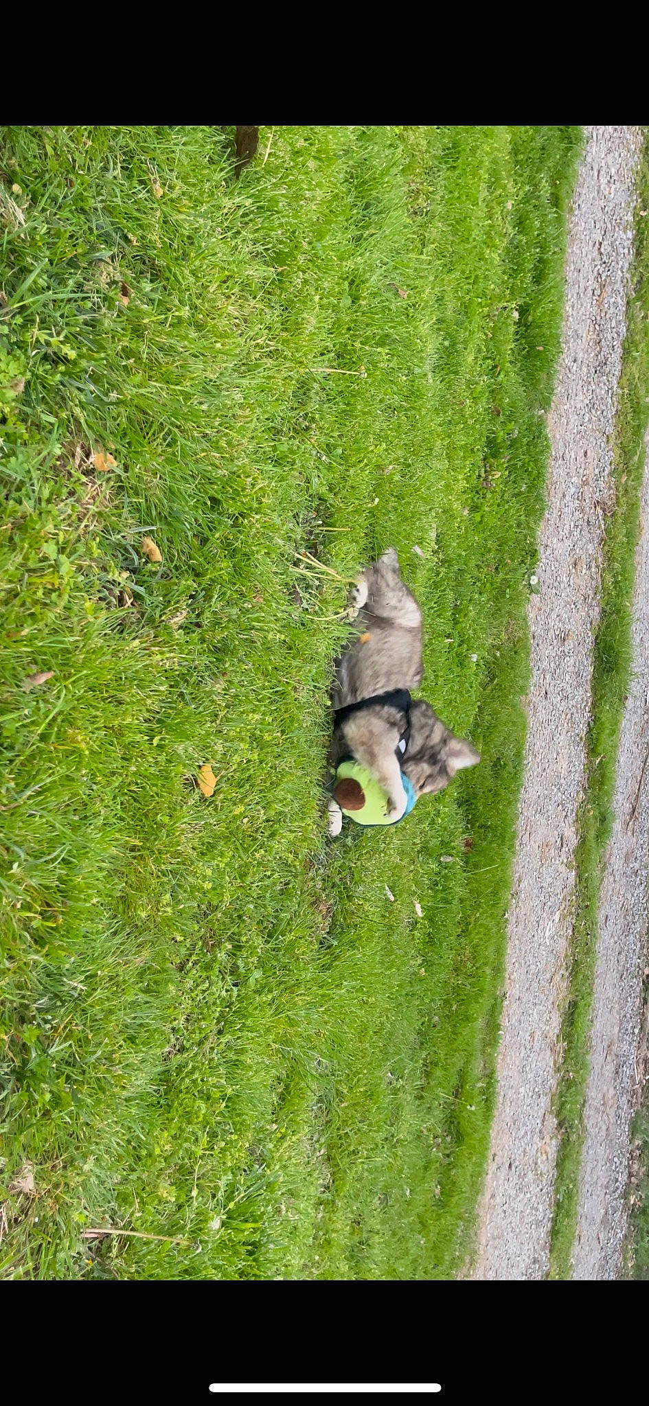 Wile E. is registered to the contest to win money with this photo: _geese_and_swans, biome, canidae, carnivore, companion_dog, dog, dog_breed, ducks, grass, grass_family, grassland, groundcover, lawn, leaf, pasture, plant, shrub, sporting_group, tail, tree