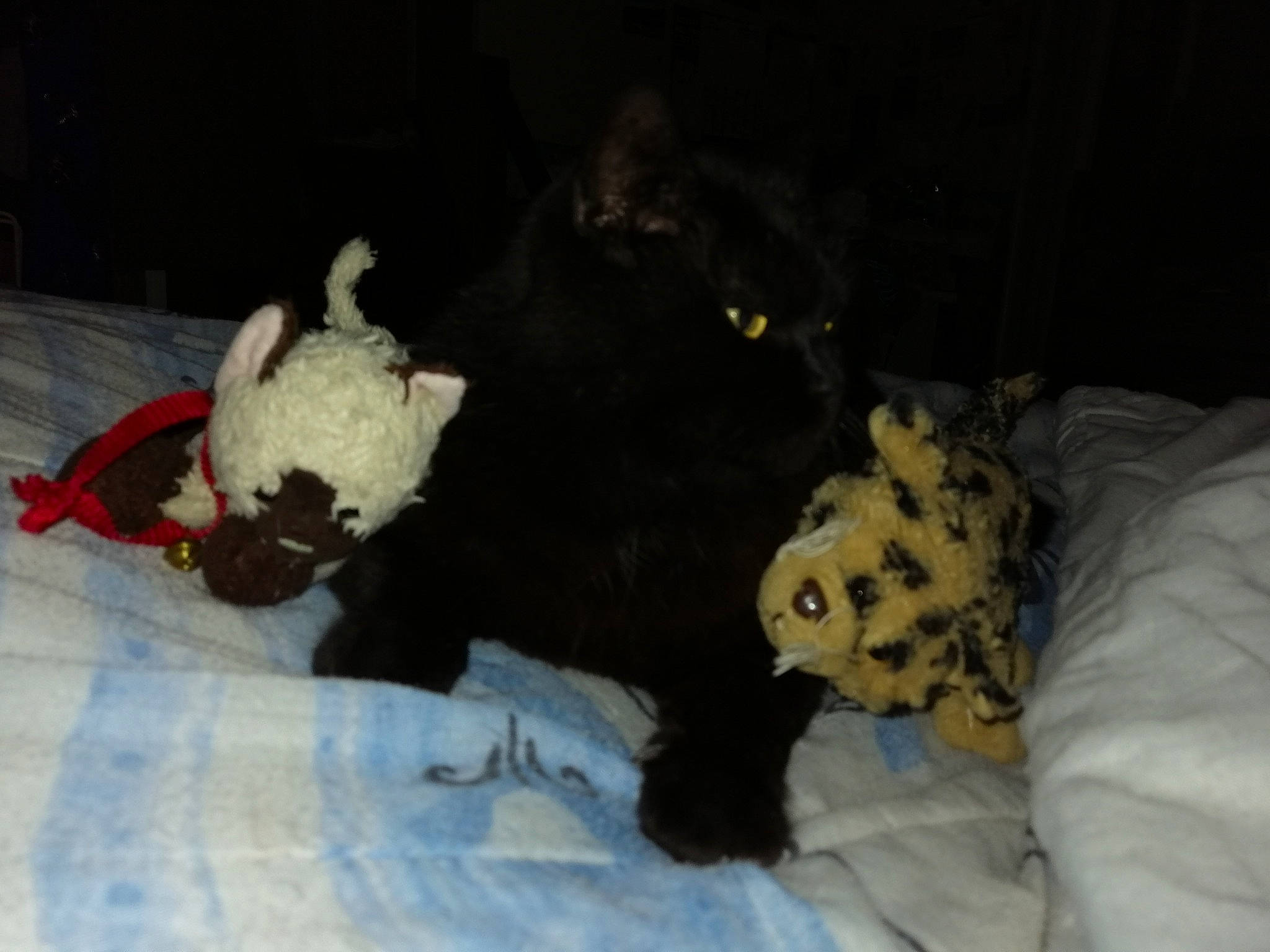 Dwight participe au concours pour gagner de l'argent avec cette photo : black_cat, canidae, carnivore, cat, felidae, kitten, small_to_medium_sized_cats