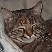 Nala a rejoint le concours — aidez-le/la à gagner de superbes lots ! animal, blanket, cat, closeup, comfort, cozy, cute, domestic, ears, face, feline, fur, indoor, mammal, nap, pet, resting, sleeping, tabby, whiskers
