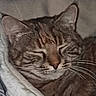 animal, blanket, cat, closeup, comfort, cozy, cute, domestic, ears, face, feline, fur, indoor, mammal, nap, pet, resting, sleeping, tabby, whiskers