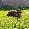 Nala participe au concours pour gagner de l'argent avec cette photo : animal, cat, daytime, domestic, feline, flowers, garden, grass, greenery, mammal, nature, outdoor, peaceful, pet, relaxing, resting, summer, sunlight, tabby, wildlife