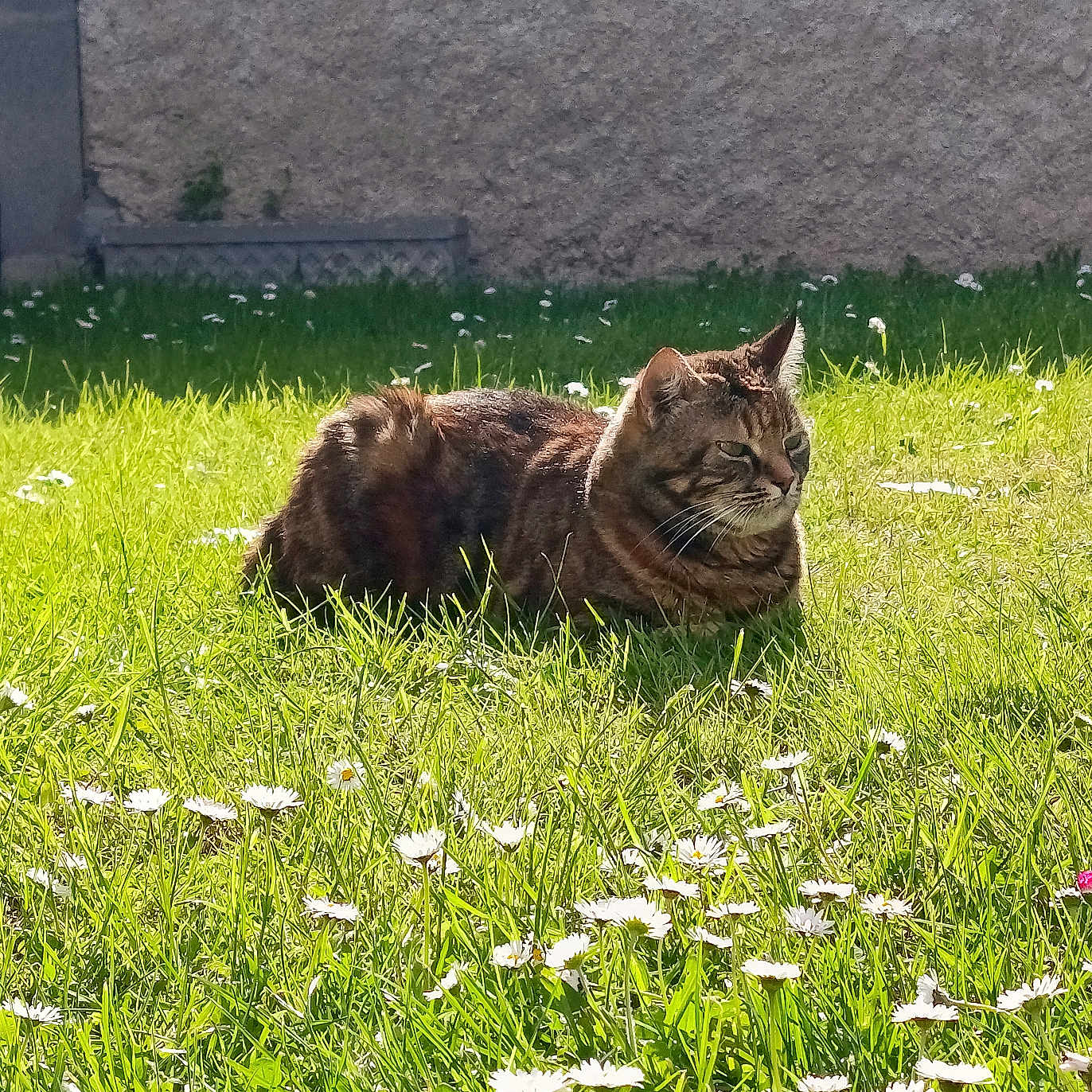 Nala