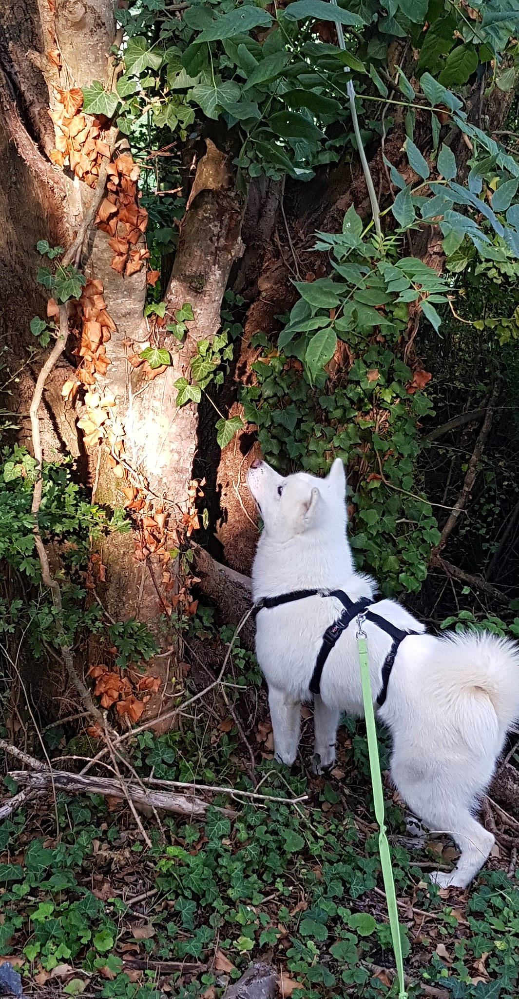 Sunny a rejoint le concours — aidez-le/la à gagner de superbes lots ! carnivore, cat, dog_breed, fawn, felidae, forest, grass, leaf, plant, small_to_medium_sized_cats, snout, tail, terrestrial_animal, terrestrial_plant, tree, trunk, twig, whiskers, wood, woody_plant