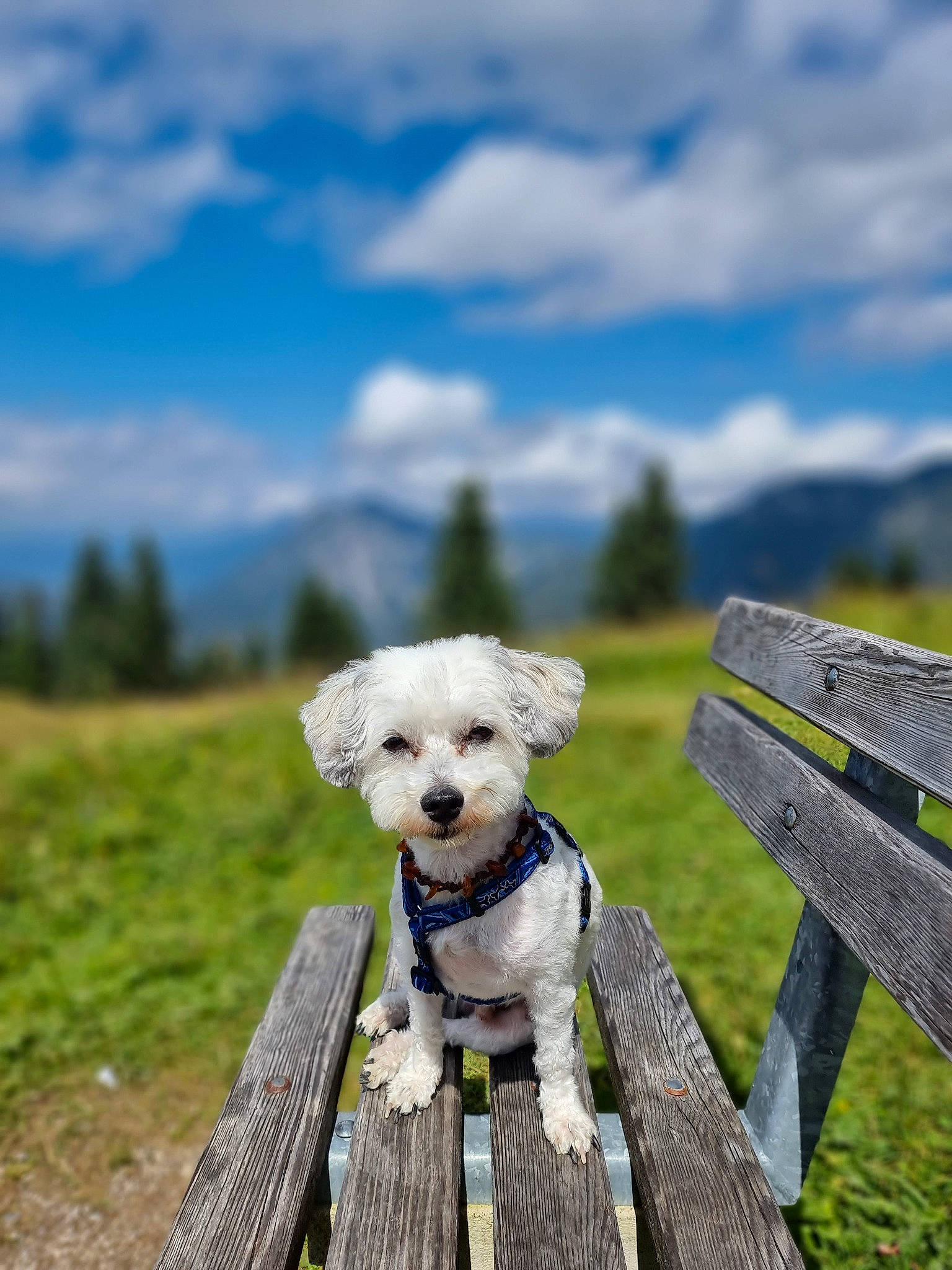 Meyko a rejoint le concours — aidez-le/la à gagner de superbes lots ! canidae, carnivore, cloud, collar, companion_dog, cumulus, dog, dog_breed, fawn, fence, grass, leash, pet_supply, sky, sporting_group, terrier, toy, toy_dog, tree, wood