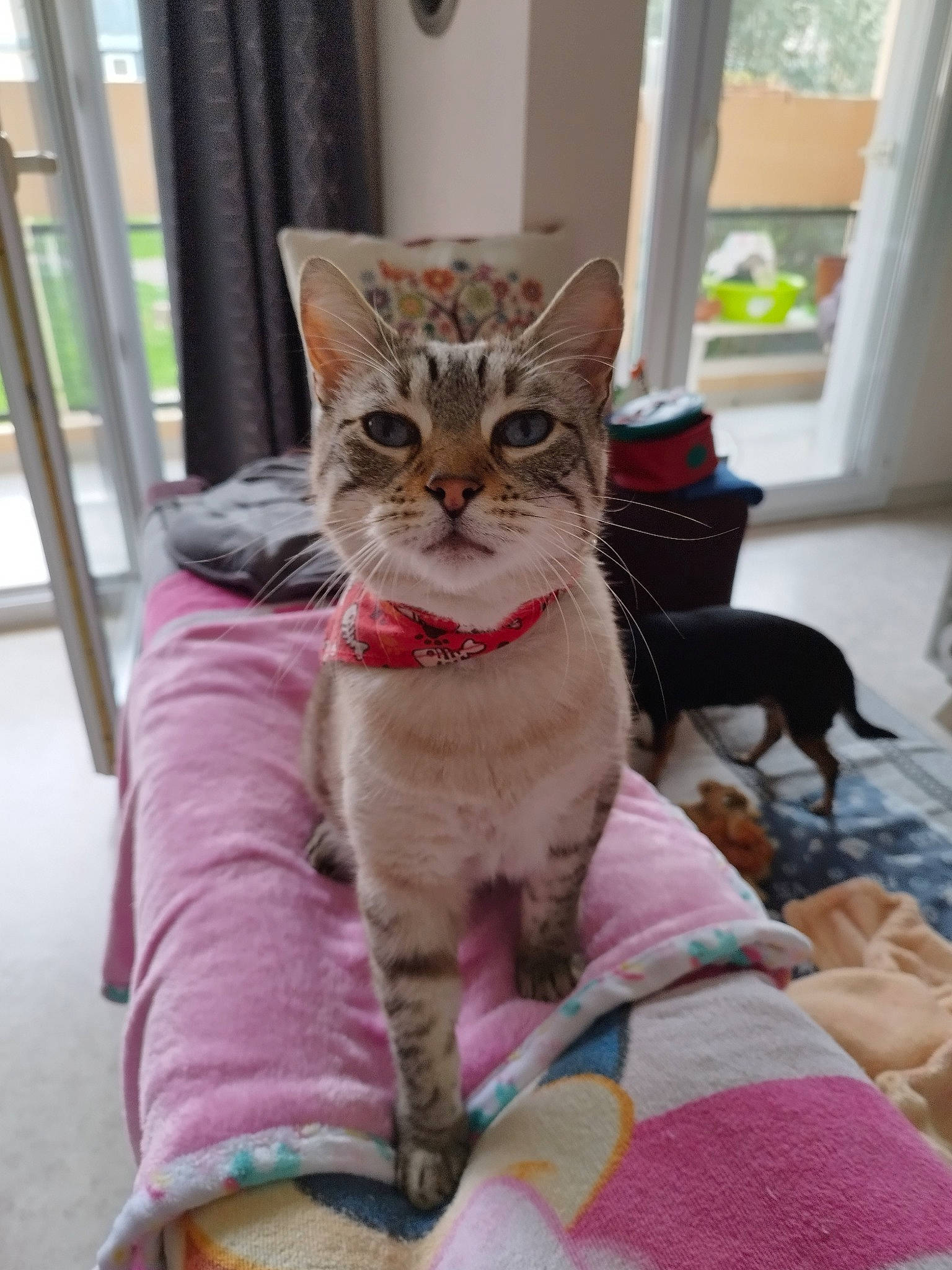 Naya participe au concours pour gagner de l'argent avec cette photo : carnivore, cat, cat_supply, collar, comfort, curtain, domestic_short_haired_cat, door, fawn, felidae, flooring, fur, pet_supply, plant, sitting, small_to_medium_sized_cats, snout, tail, whiskers, window