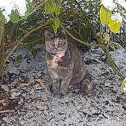 Guizmo participe au concours pour gagner de l'argent avec cette photo : cat, snow, bush, leaves, outdoor, pet, animal, winter, nature, ground, collar, pink_collar, fur, eyes, sitting, alert, curious, branches, cold, garden