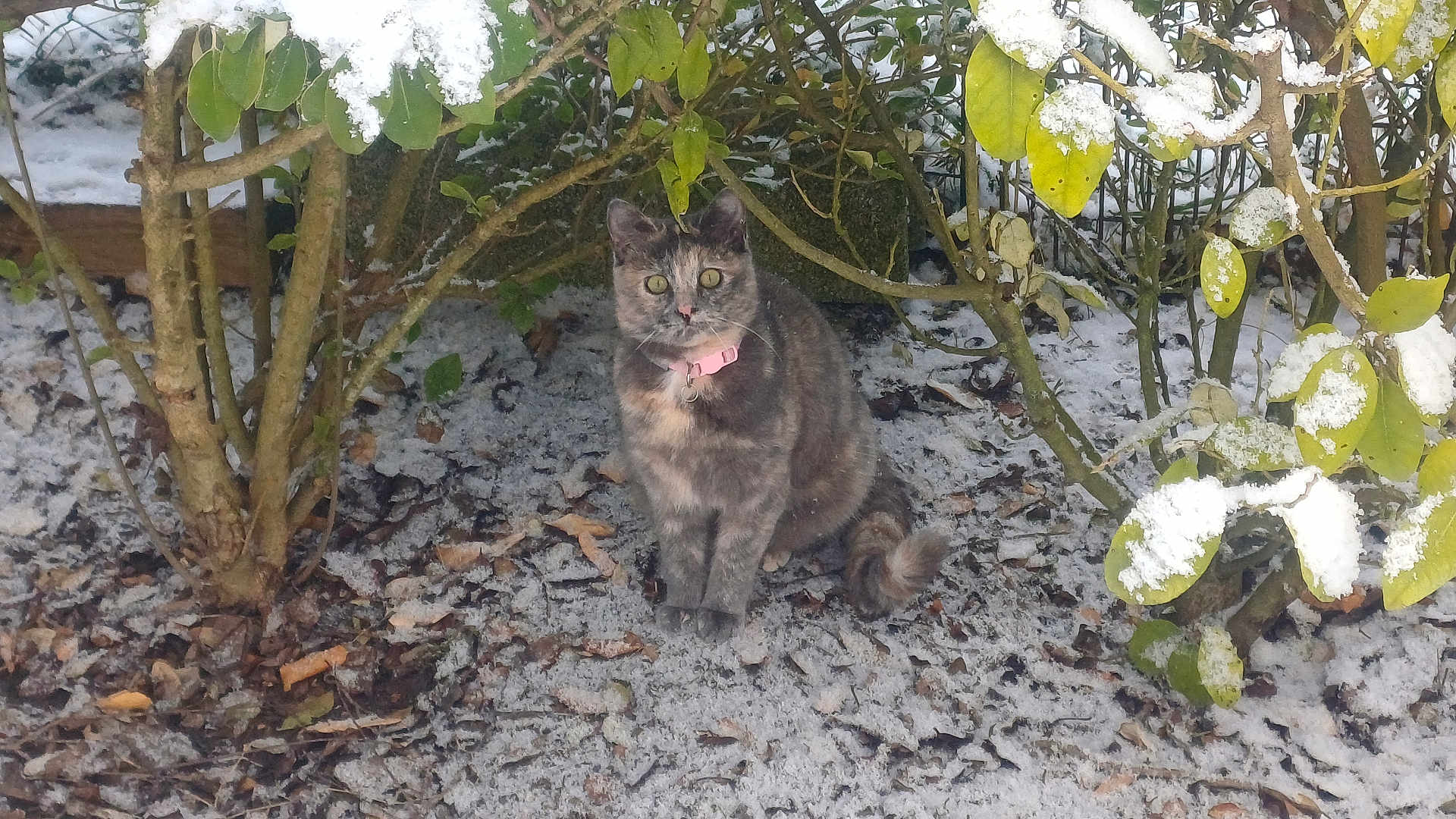 Guizmo participe au concours pour gagner de l'argent avec cette photo : cat, snow, bush, leaves, outdoor, pet, animal, winter, nature, ground, collar, pink_collar, fur, eyes, sitting, alert, curious, branches, cold, garden