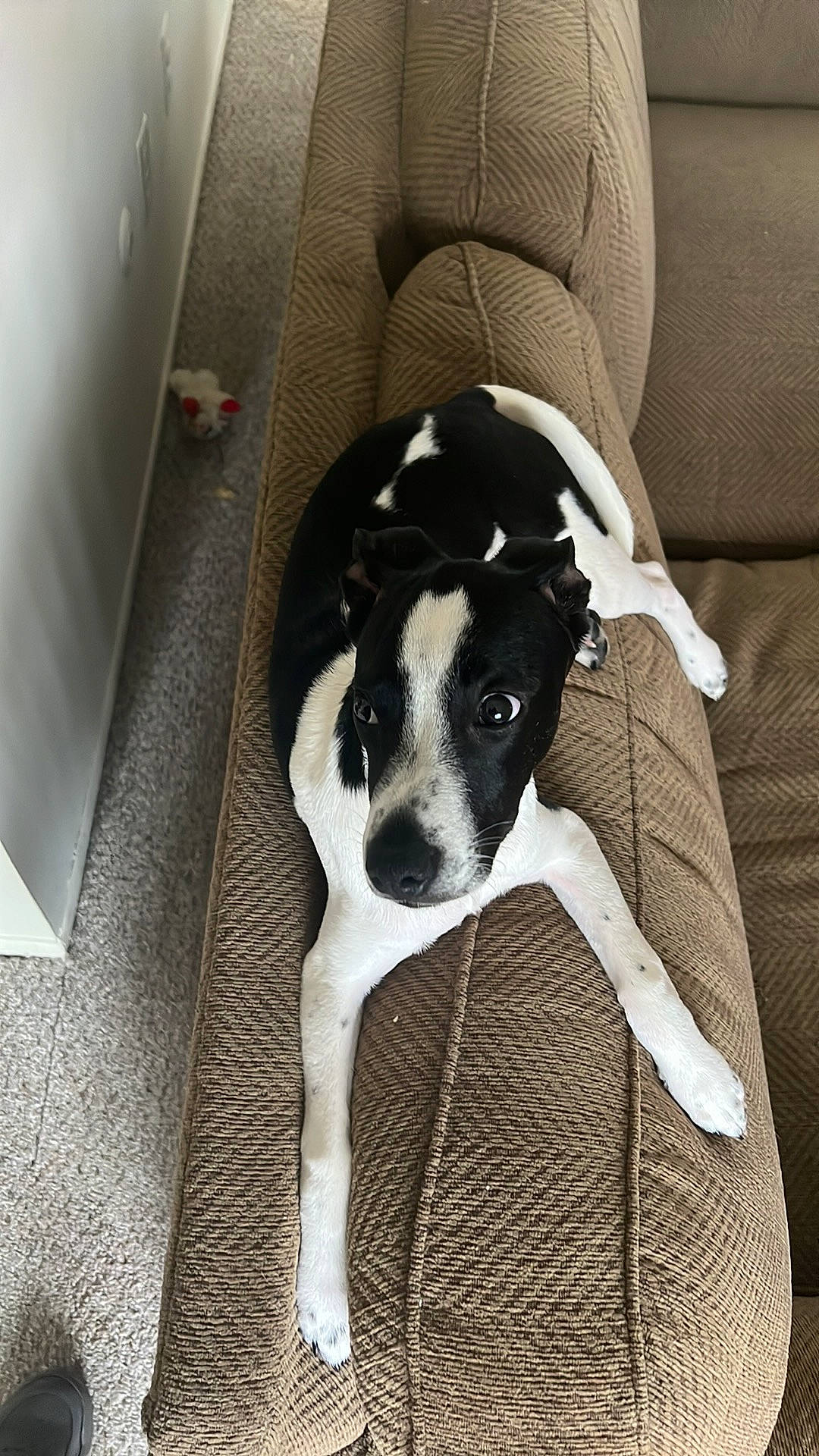 Leon joined the competition — help win amazing prizes! canidae, carnivore, comfort, companion_dog, couch, dog, dog_breed, fawn, grey, human_leg, linens, monochrome, monochrome_photography, paw, sighthound, snout, tail, vertebrate, whiskers, working_animal