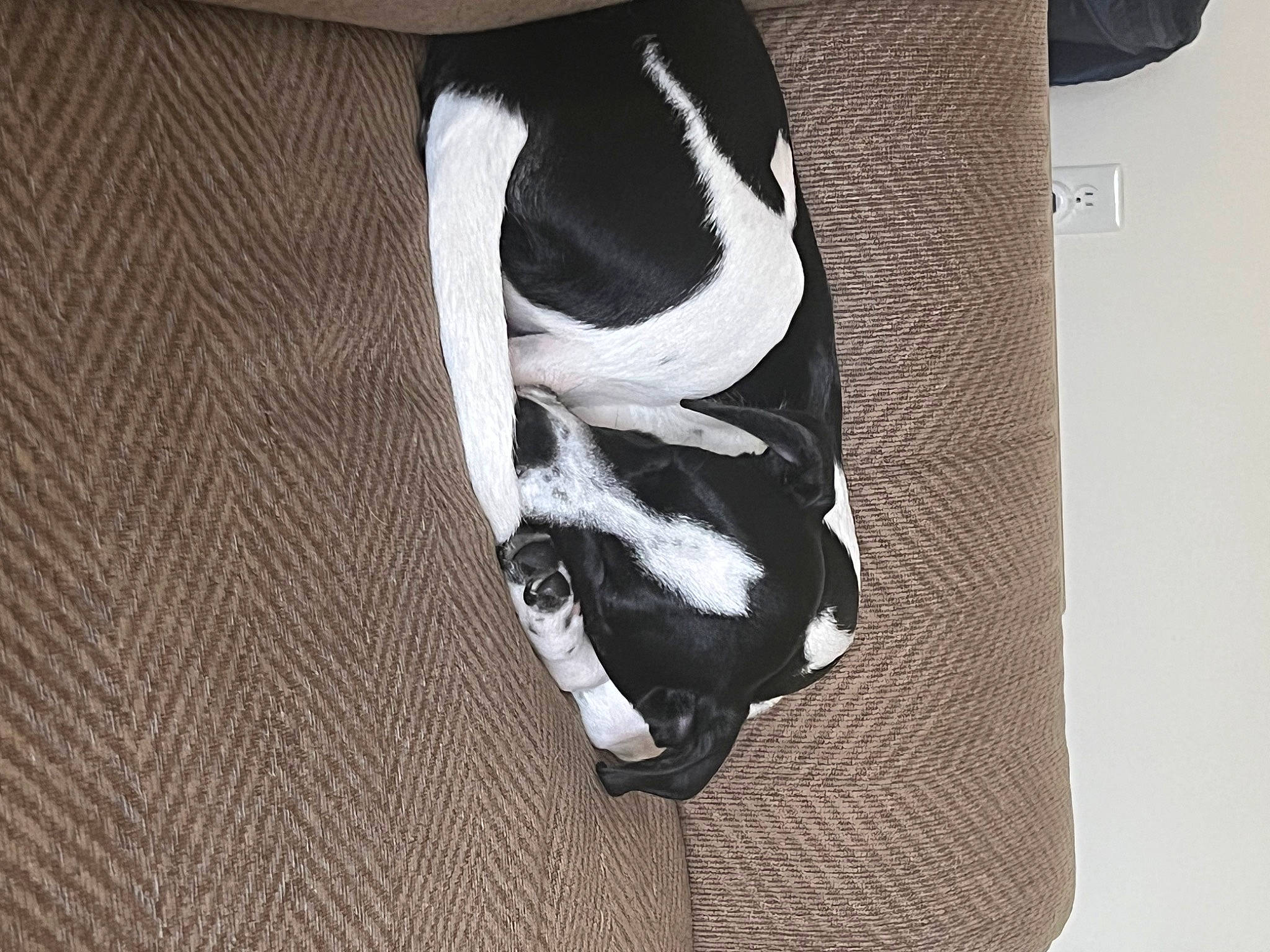 Leon is registered to the contest to win money with this photo: bone, canidae, carmine, carnivore, collar, comfort, companion_dog, curtain, dog, dog_breed, dog_collar, fashion_accessory, fawn, flooring, font, foot, fur, grey, hardwood, human_leg