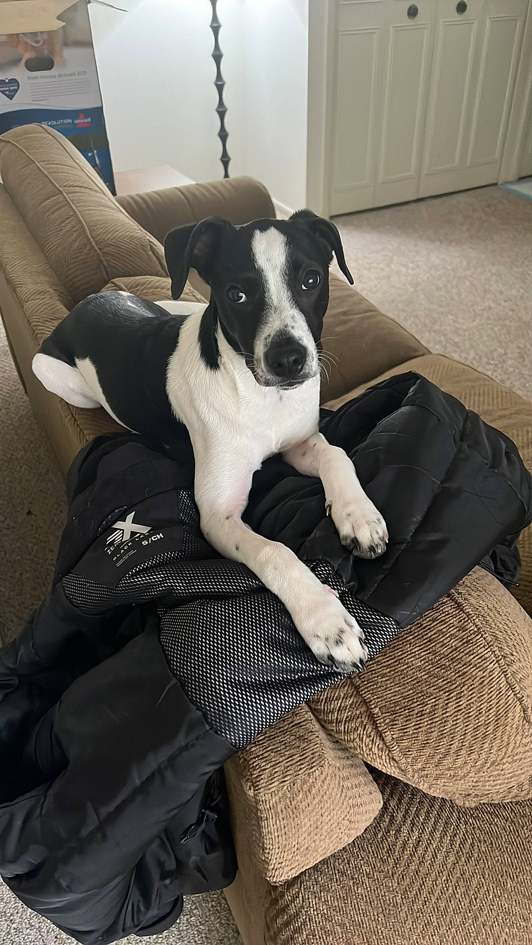 Leon joined the competition — help win amazing prizes! boston_terrier, canidae, carnivore, chair, comfort, companion_dog, couch, dog, dog_breed, fawn, flooring, linens, non_sporting_group, pattern, pillow, sitting, sleeper_chair, snout, sporting_group, working_animal