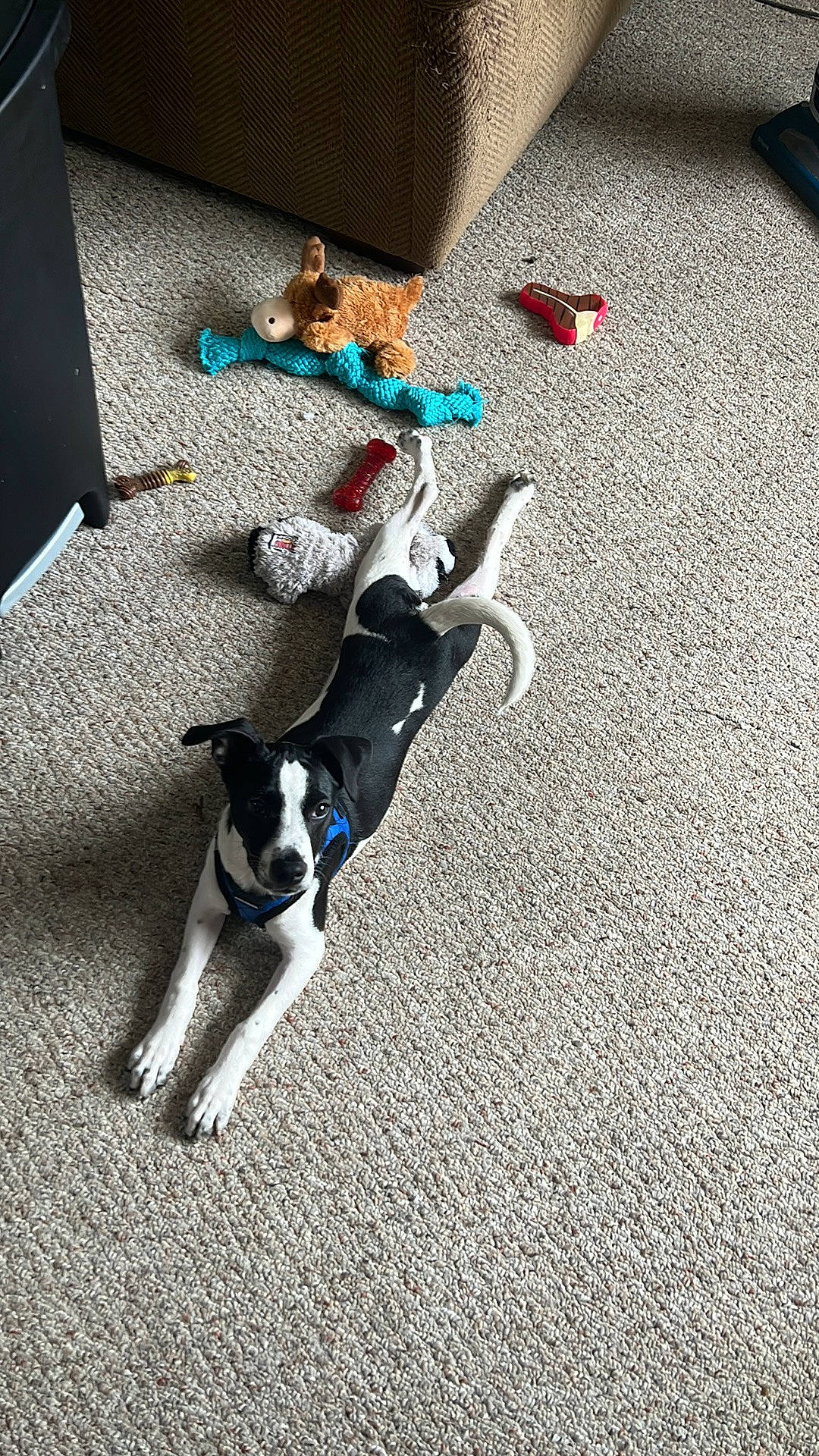 Leon is registered to the contest to win money with this photo: asphalt, boston_terrier, canidae, carnivore, companion_dog, dog, dog_breed, dog_supply, fawn, floor, flooring, grey, non_sporting_group, pet_supply, road_surface, shadow, sporting_group, tail, toy_dog, working_animal