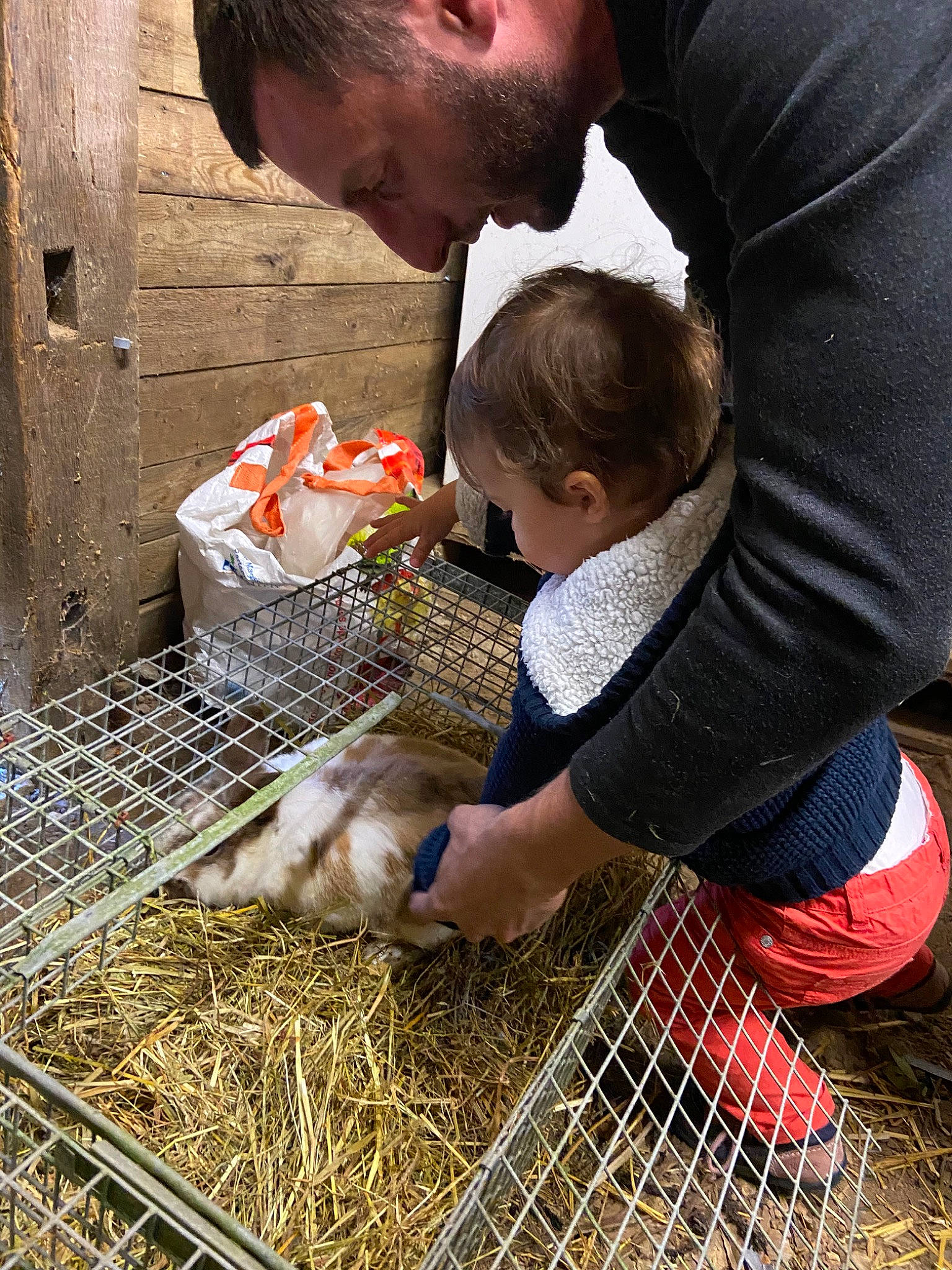 Loulou participe au concours pour gagner de l'argent avec cette photo : chicken, child, cow_goat_family, livestock, poultry