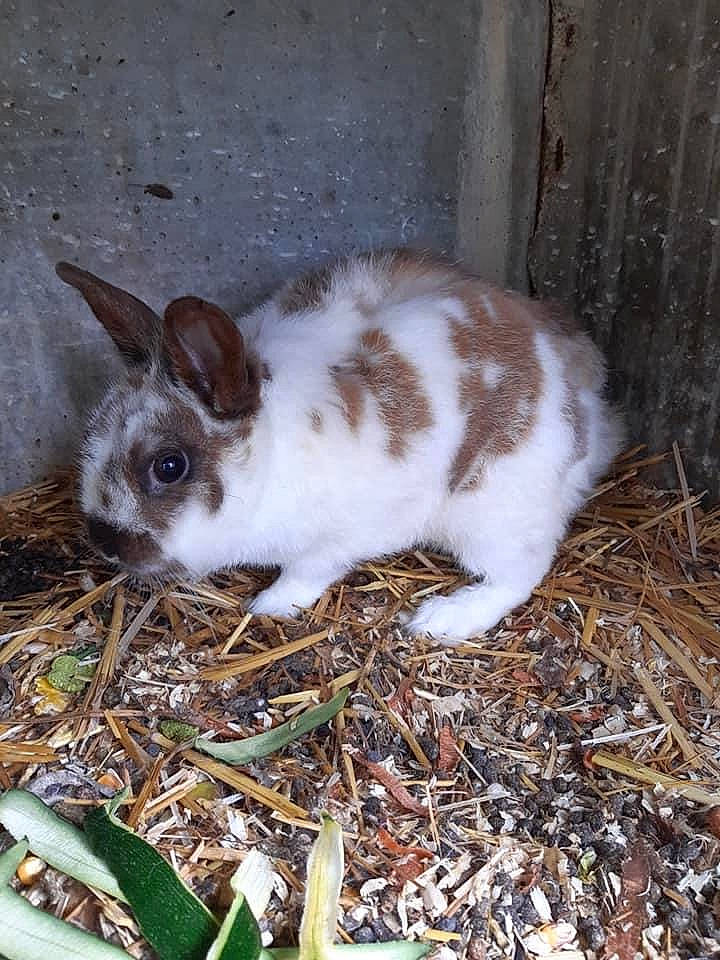 Loulou a rejoint le concours — aidez-le/la à gagner de superbes lots ! domestic_rabbit, fawn, grass, hare, rabbit, rabbits_and_hares, snowshoe_hare, whiskers