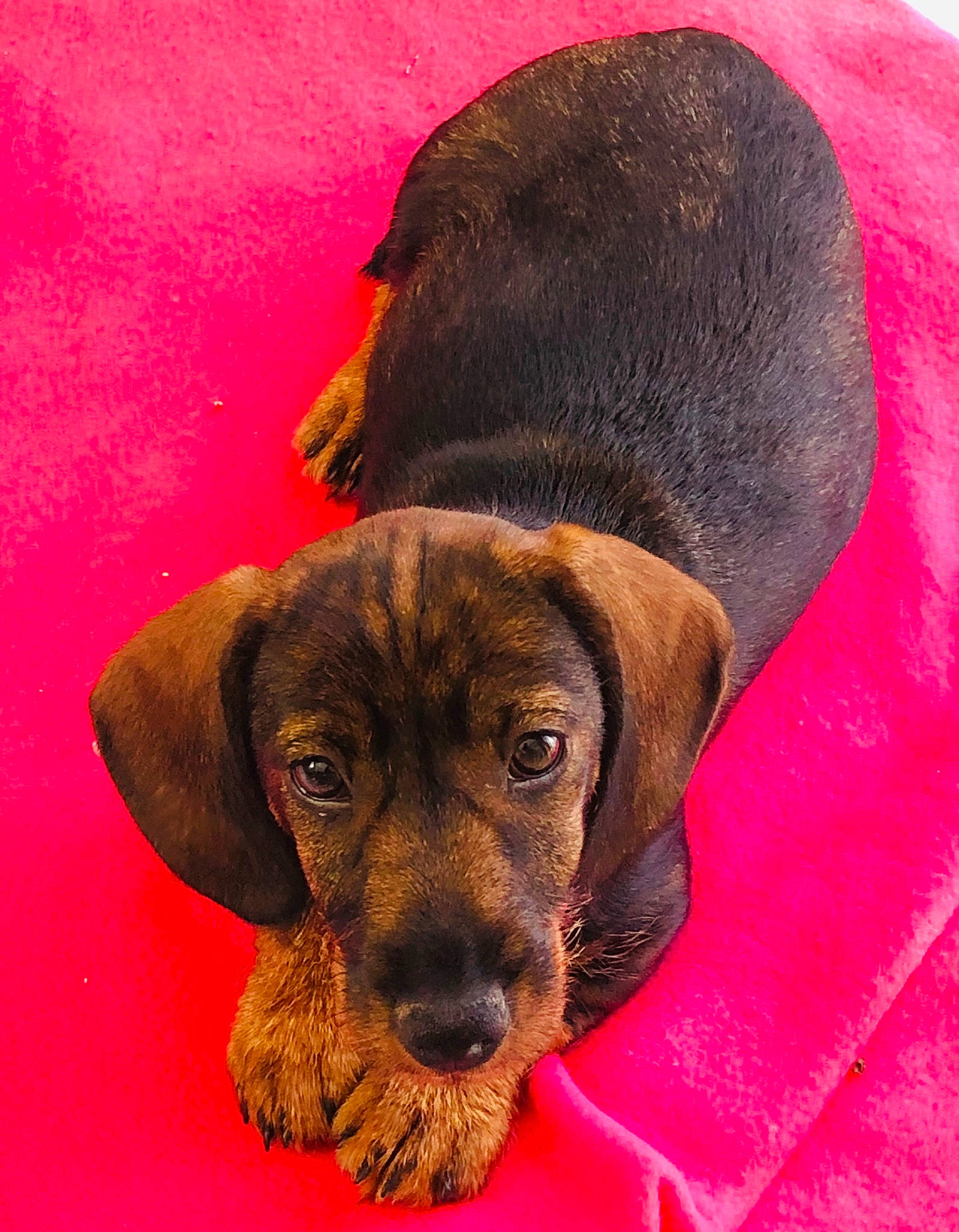 Riley participe au concours pour gagner de l'argent avec cette photo : alpine_dachsbracke, bavarian_mountain_hound, canidae, carnivore, companion_dog, dachshund, dog, dog_breed, ear, fawn, liver, mammal, plott_hound, puppy, rare_breed_dog, snout, sporting_group, vertebrate