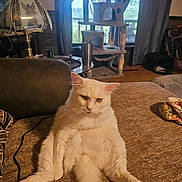 Nico is registered to the contest to win money with this photo: animal, blanket, cat, cat_tree, cord, couch, cozy, curtains, domestic, fluffy, furniture, home, indoor, lamp, living_room, pet, relaxed, sitting, white_cat, window