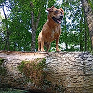Princesse a rejoint le concours — aidez-le/la à gagner de superbes lots ! animal, brown_dog, canine, daylight, dog, ears, forest, greenery, happy, leaves, moss, nature, outdoors, pet, standing, sunlight, tongue_out, tree_bark, tree_trunk, woodland