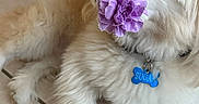 Sugar is registered to the contest to win money with this photo: dog, white_dog, flower, purple_flower, pet, indoor, tile_floor, collar, dog_tag, cute, fluffy, small_dog, animal, domestic_animal, laying_down, close_up, nose, fur, paw, relaxed