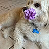 dog, white_dog, flower, purple_flower, pet, indoor, tile_floor, collar, dog_tag, cute, fluffy, small_dog, animal, domestic_animal, laying_down, close_up, nose, fur, paw, relaxed