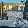 Sugar joined the competition — help win amazing prizes! dog, white_dog, pet, fluffy, harness, leash, concrete, stairs, railings, building, windows, sky, outdoor, sunlight, suburban, calm, animal, companion, daytime, portrait