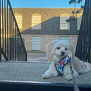 Sugar is registered to the contest to win money with this photo: dog, pet, white_dog, harness, leash, stairs, railings, outdoor, building, windows, sky, concrete, calm, animal, fluffy, daylight, residential, sidewalk, resting, curious