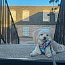 dog, pet, white_dog, harness, leash, stairs, railings, outdoor, building, windows, sky, concrete, calm, animal, fluffy, daylight, residential, sidewalk, resting, curious
