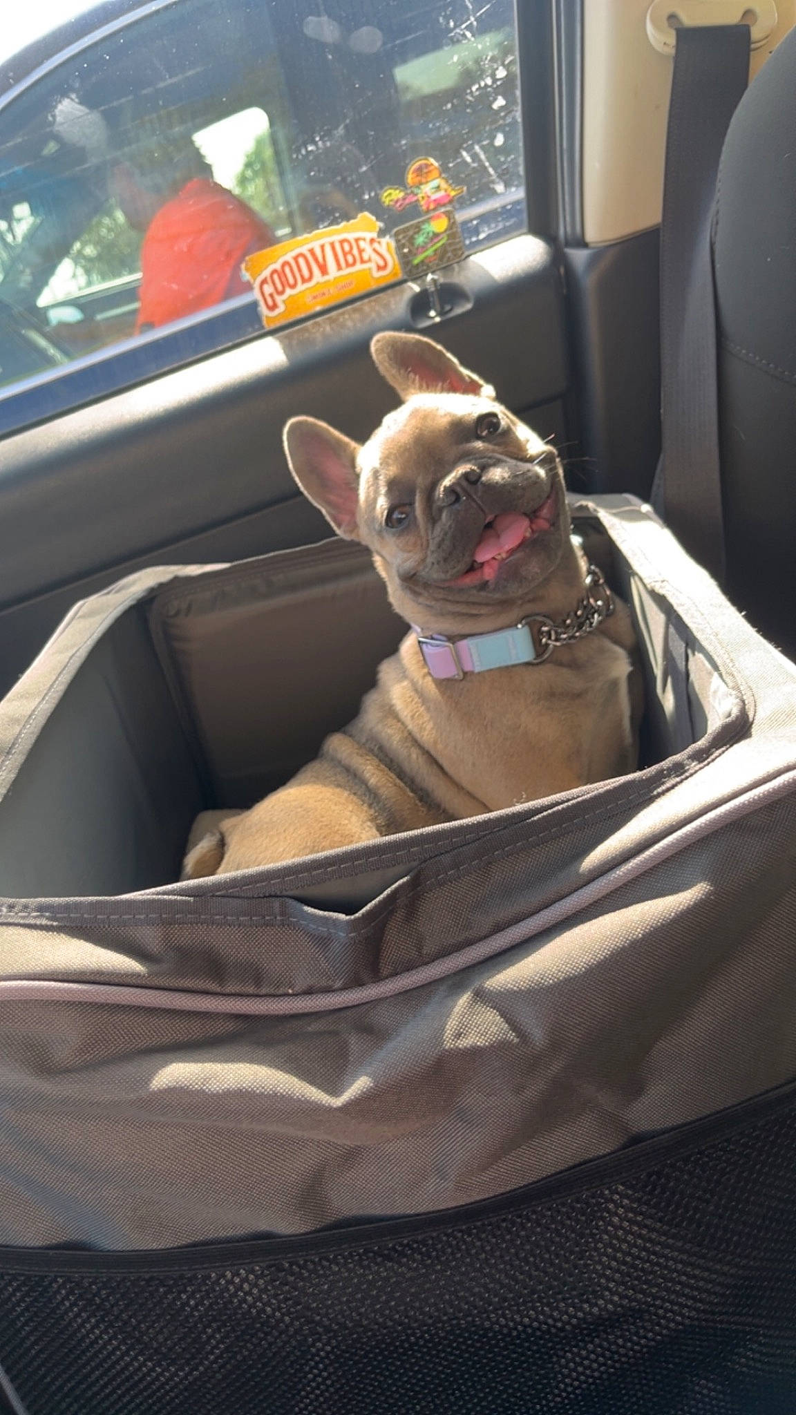 Millie is registered to the contest to win money with this photo: auto_part, automotive_design, car, car_seat, car_seat_cover, carnivore, collar, comfort, companion_dog, dog, dog_breed, dog_supply, eyewear, family_car, fawn, motor_vehicle, pet_supply, snout, vehicle, vehicle_door
