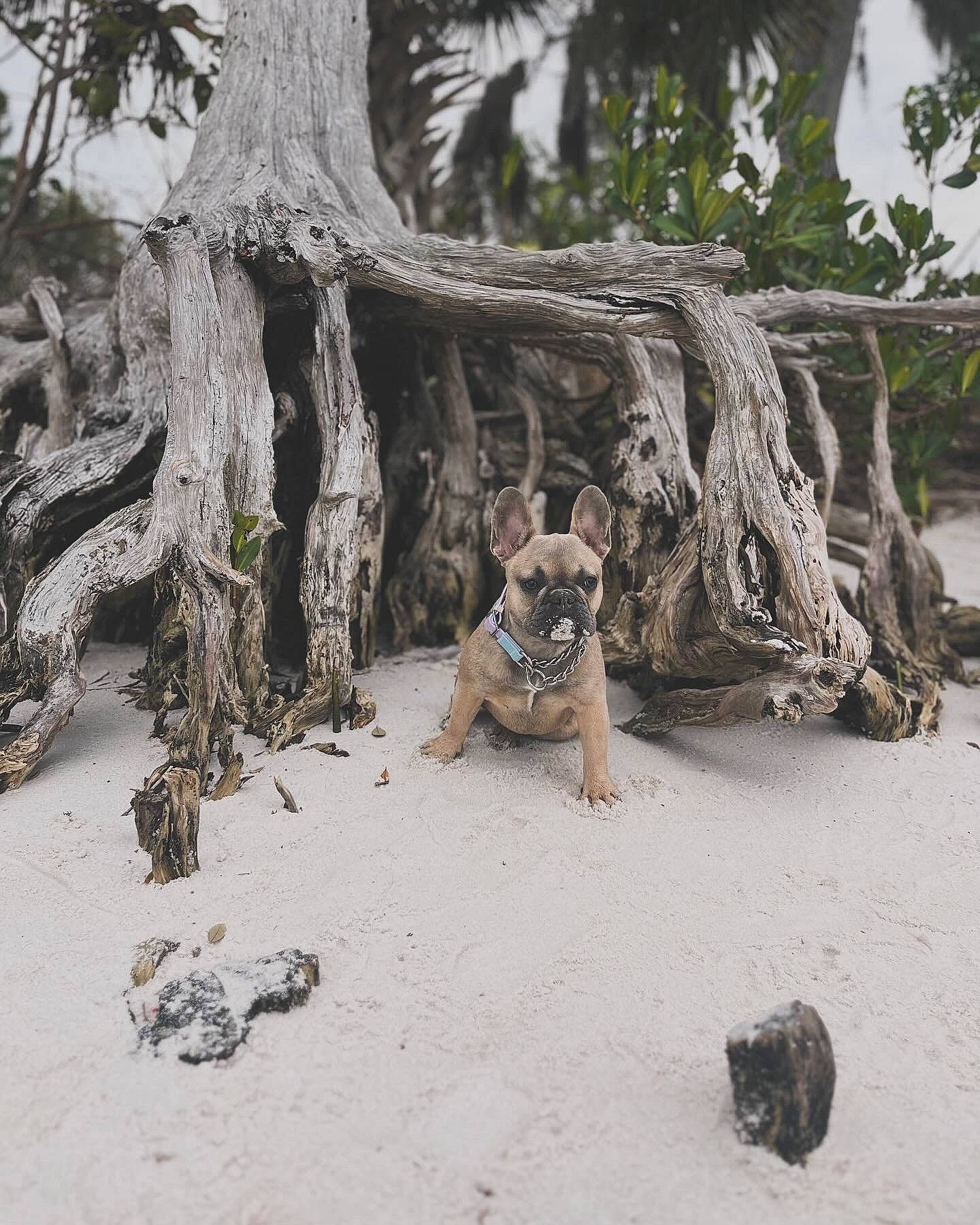 Millie joined the competition — help win amazing prizes! adaptation, big_cats, branch, carnivore, dog, dog_breed, fawn, felidae, grass, landscape, plant, rock, soil, terrestrial_animal, tree, trunk, twig, wildlife, wood, woody_plant