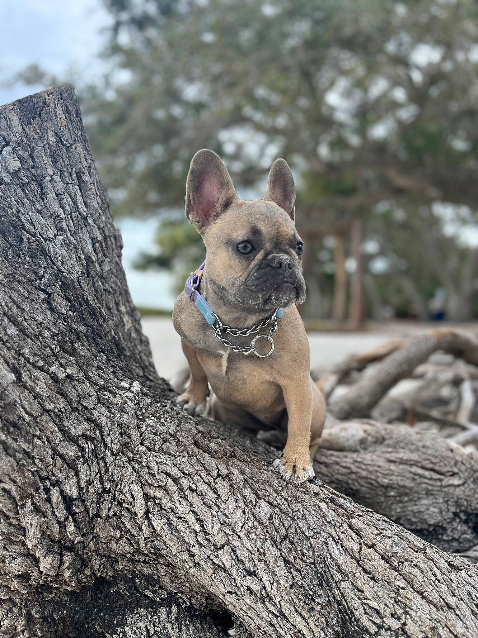 Millie joined the competition — help win amazing prizes! bulldog, canidae, carnivore, collar, companion_dog, dog, dog_breed, dog_collar, ear, fawn, grass, plant, snout, sporting_group, toy_dog, tree, trunk, whiskers, wood, working_animal