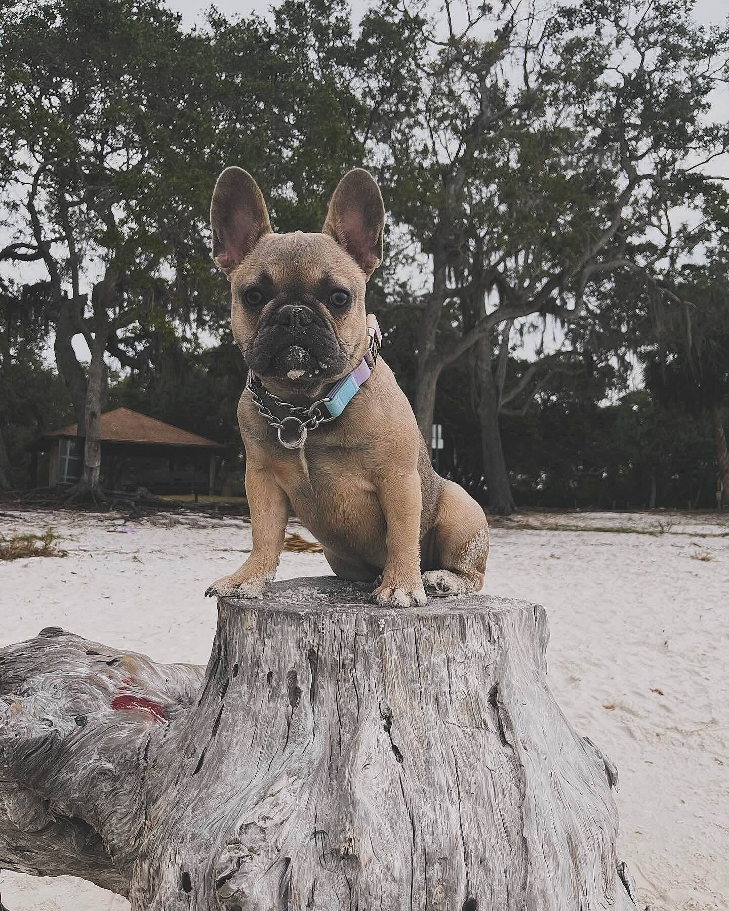 Millie is registered to the contest to win money with this photo: bulldog, carnivore, collar, companion_dog, dog, dog_breed, dog_collar, fawn, grass, human_body, leg, plant, sporting_group, terrestrial_animal, toy_dog, tree, trunk, whiskers, wood, working_animal